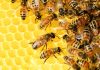 Arılar Olmayınca Dünyanın Yok Olacağı Doğru Mudur? 