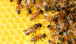 Arılar Olmayınca Dünyanın Yok Olacağı Doğru Mudur? 