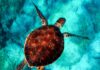 Deniz Kaplumbağaları Yaşama Nasıl Uyum Sağlıyorlar?