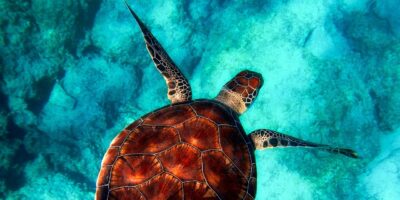 Deniz Kaplumbağaları Yaşama Nasıl Uyum Sağlıyorlar?